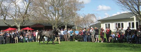 Dalgar parades before breeders on a lovely spring day at BrigHthill Farm - Photo: NZTM