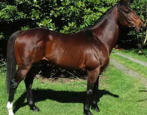 Stallion having Fabulous run