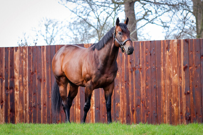 Hello Youmzain sired his first Australasian winner on Wednesday. - Photo: Supplied