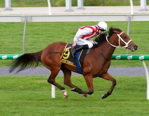 Toffee Tongue sweet in Australasian Oaks
