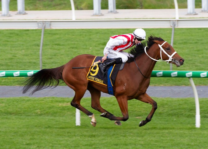 Toffee Tongue winning the Gr.1 Australasian Oaks (2000m) at Morphettville on Saturday. Photo: Atkins Photography