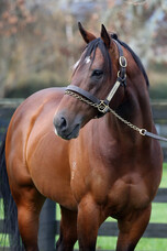 Scintillating win for Xpressmymind