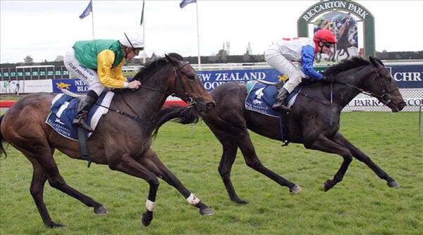 Orovela (pictured above) takes out the Listed Canterbury Belle Stakes - Photo NZTM website