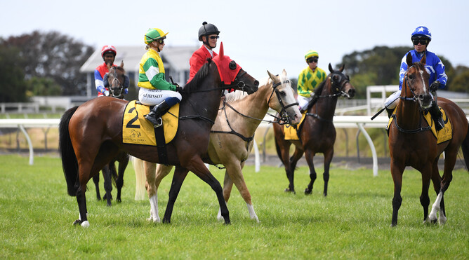 Concert Hall parades shortly before her starting gate escapades at New Plymouth on Saturday Photo Credit: Race Images – Grant Matthew