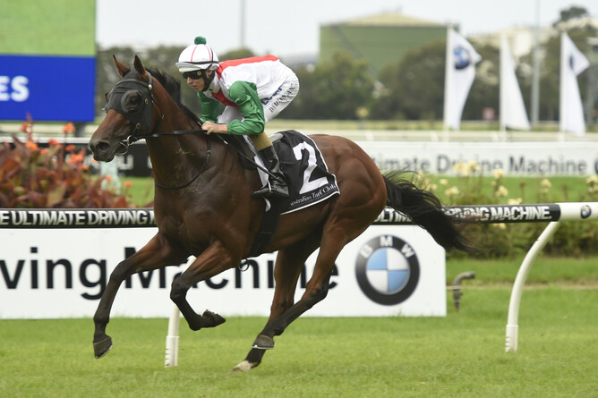 Group One winner Jon Snow will stand at Clearview Park Stud near Timaru for $6,000+GST - Bradley Photography