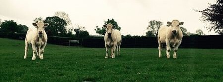 Charolais cattle grazing with the horses