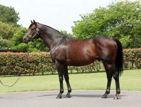 Iffraaj colt delivers Magic result