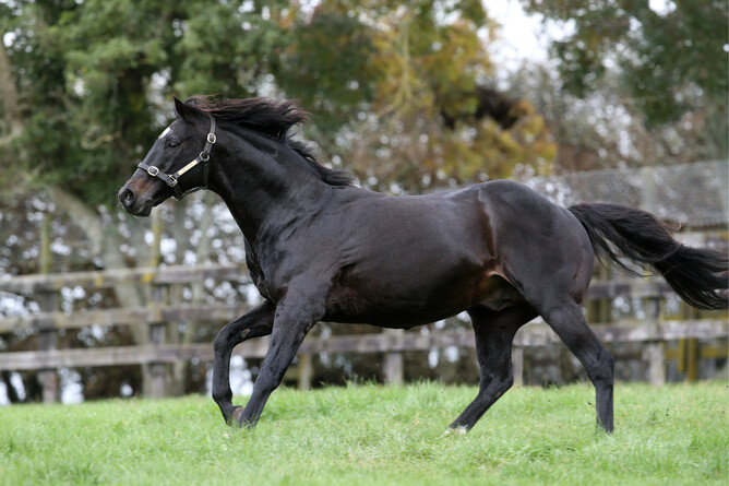 Pentire - sire of South Australian Derby winner Volatile Mix, at Rich Hill Stud – photo by Trish Dunell