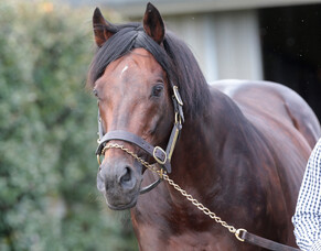 Iffraaj colt tops Book 2