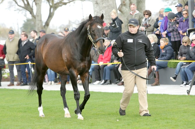 The late Tavistock at Cambridge Stud. - Photo: Trish Dunell