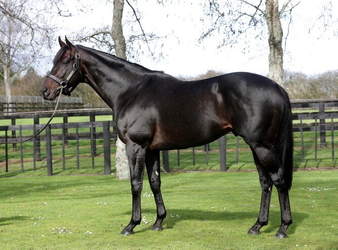 Rich Hill Stud's Vadamos. Photo: Supplied