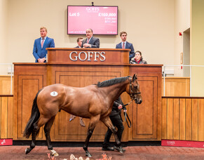 Sunline Scholarship recipient David Morris latest blog from Goffs to Coolmore