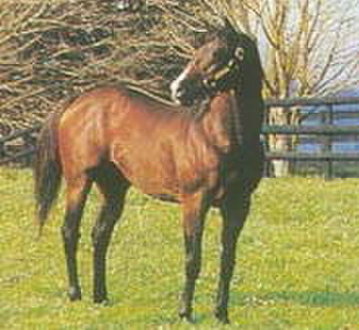 Pompeii Court at Waikato Stud