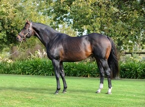 End of the Road for Wellfield sire