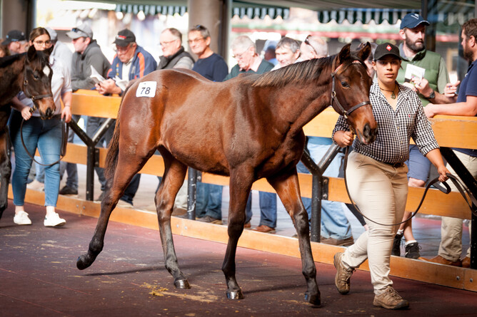 The sale topping Lot 78. - Photo: Supplied