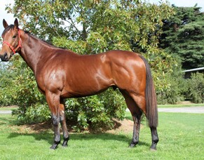 Princely foundation stallion at Grassyards