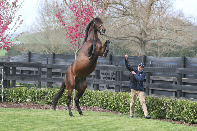 ill-fated stallion Jakkalberry - photo Trish Dunell