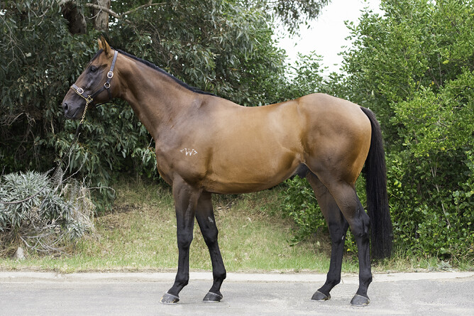 Howard Be Thy Name will stand at Grassyards Farm this coming breeding season. - Supplied