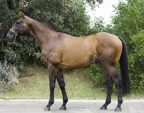 Grassyards Farm doubles stallion roster