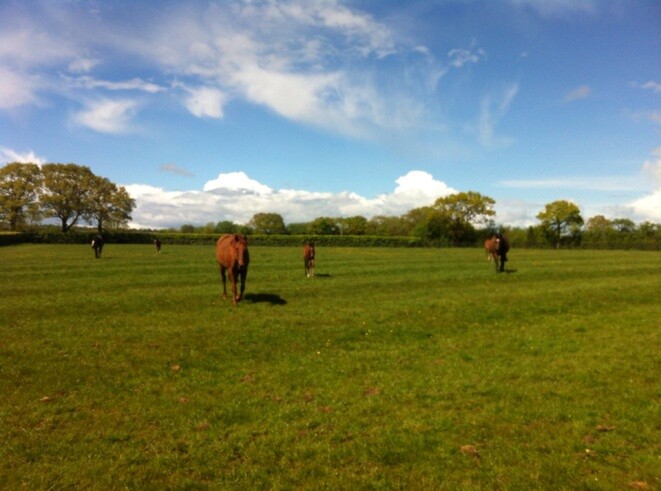 Similar to NZ: The green grass of Coolmore