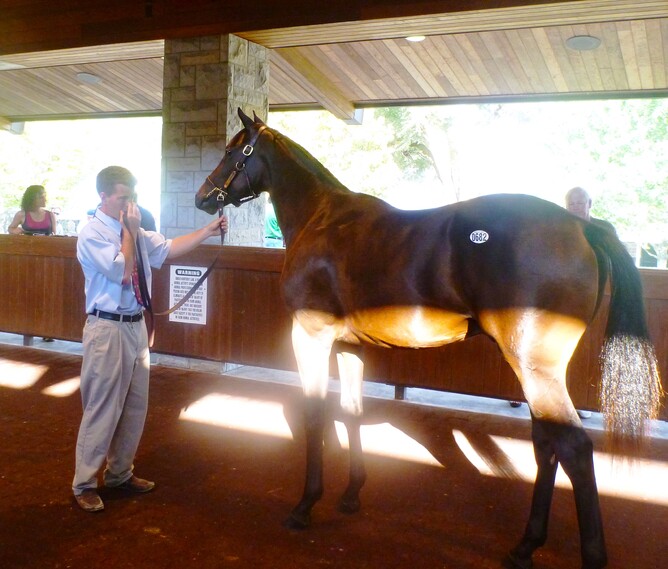 Standing up a Taylor Made Bernardini Colt before he goes through the ring