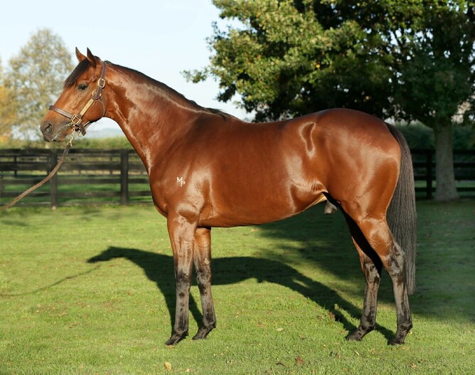 Windsor Park Stud's Turn Me Loose - Photo: Supplied