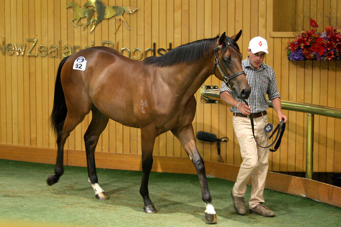 Furore pictured as a yearling sold through Haunui Farms 2016 yearling draft - picture T Dunell