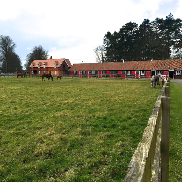 Mares and foals in the Main yard in front of the office.