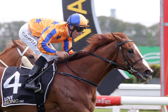 Craig Grylls urges Wild Night to the line at Te Rapa - Photo credit: Trish Dunell