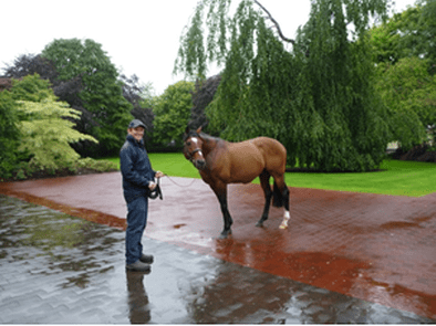 Matt (photographed above) with Galileo on a lovely Irish summer day