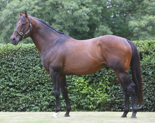 Battle Paint will stand for $4,000 + GST this season