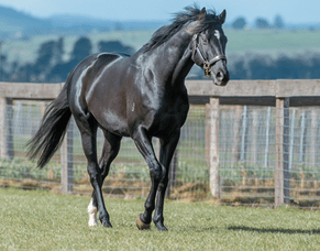 Aurets thrilled with new stallion addition