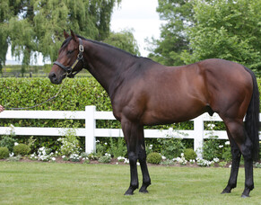 Cambridge Stud release fees