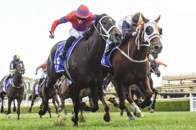 Verry Elleegant will resume in the Gr.1 Winx Stakes (1400m) at Randwick on Saturday. - Photo: bradleyphotos.co.au
