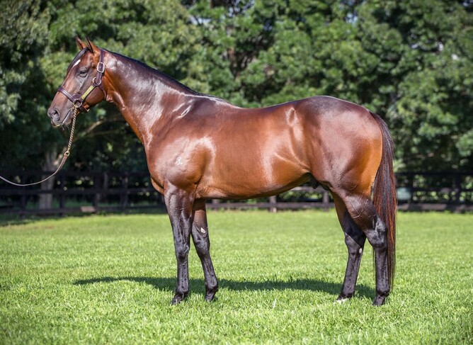 Press Statement will stand at Novara Park this coming breeding season. - Photo: Supplied