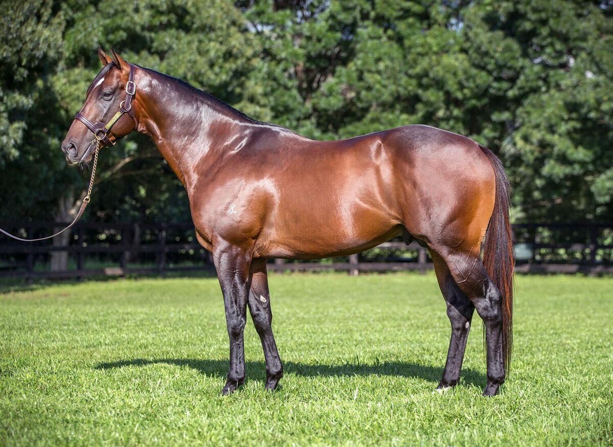 Press Statement to Novara Park New Zealand Thoroughbred Breeders