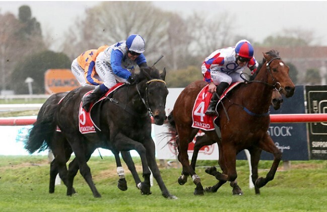 Dark Destroyer (left) gets the better of Spring Tide to win the Gr.1 Tarzino Trophy (1400m) at Hastings - Photo: Trish Dunell
