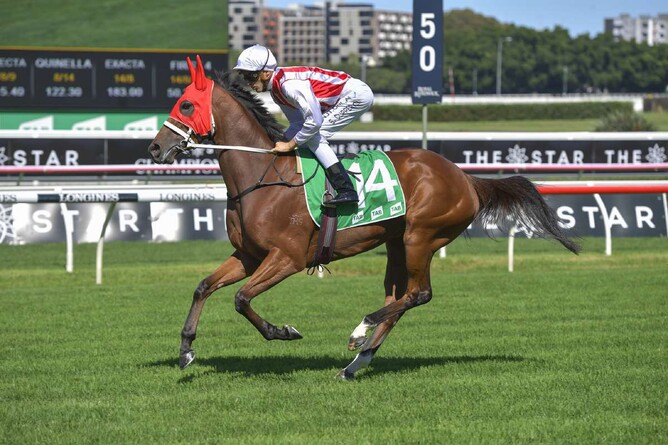 Toffee Tongue finished runner-up in Saturday’s Gr.1 Australian Oaks (2400m) at Randwick. Photo: Bradleyphotos.com.au