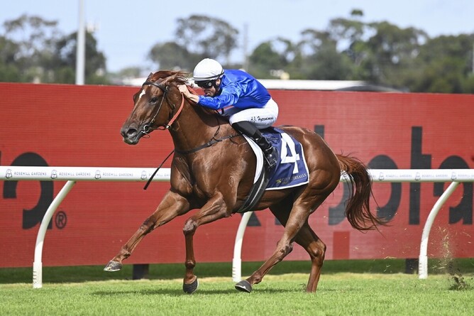 Gr.3 Maurice McCarten Stakes (1100m) winner Red Card - Photo: Bradleyphotos.com.au