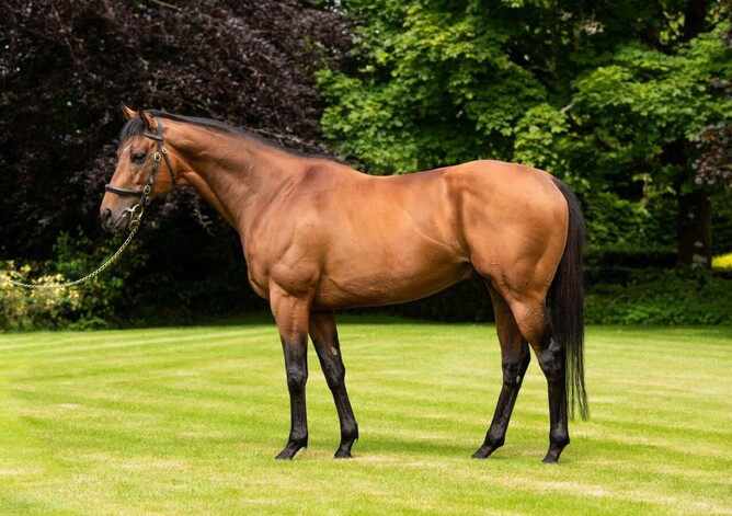 Windsor Park Stud's Circus Maximus. - Photo: Supplied