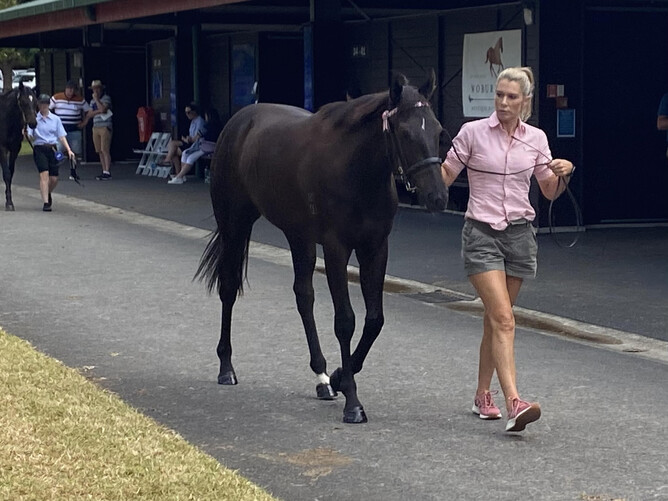 Advantageous Ventures principal Aimee Peterken.  - Photo: Supplied