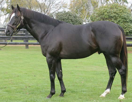 Mr Nacho (ARG) who stands at Linwood Park in Cambridge - Photo: NZTBA's 2012 Register of Thoroughbred Stallions of New Zealand