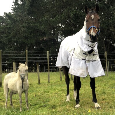 Ping Hai Star enjoying his retirement at Highden Park. Photo: Supplied