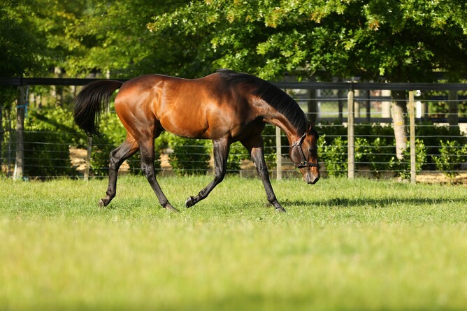 Little Avondale Stud stallion Per Incanto - Photo: Supplied