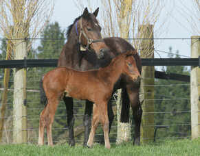 Belardo&#039;s first NZ foals have arrived