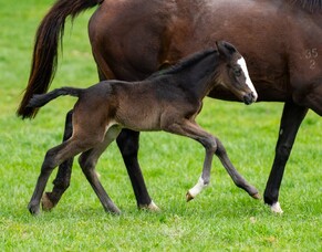 First foal for Embellish