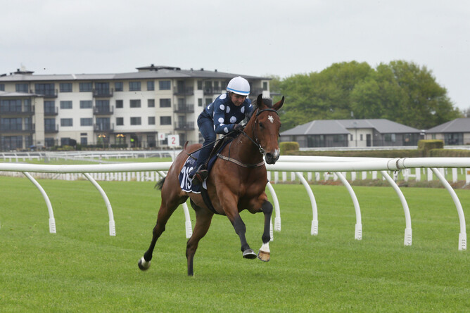 Lot 113 breezing up at Te Rapa. Photo: Trish Dunell