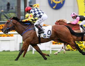 New Star for Matamata breeders