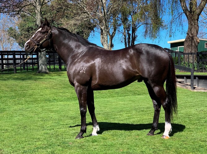 Progeny of Rich Hill Stud's Ace High will be on show at the weanling parade. - Photo: Supplied