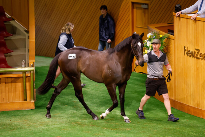 Lot 214, a colt by Per Incanto, topped Day One of the New Zealand Bloodstock Ready To Run Sale -  Photo: Angelique Bridson